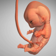 9个月手机版下载