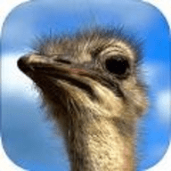 终极鸵鸟模拟器下载