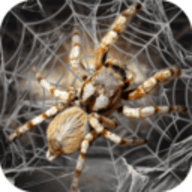 蜘蛛模拟生存下载