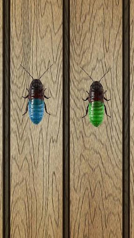 蟑螂终极淘汰赛下载