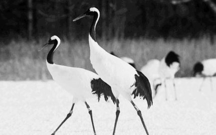 终极仙鹤模拟器